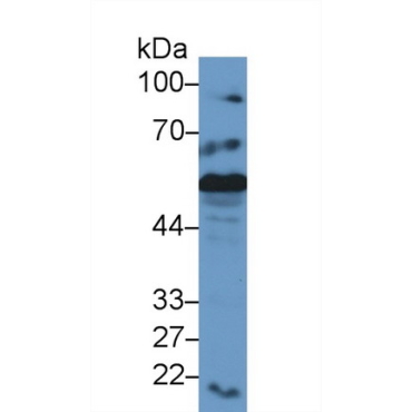Calreticulin (CALR) Mouse Polyclonal Antibody