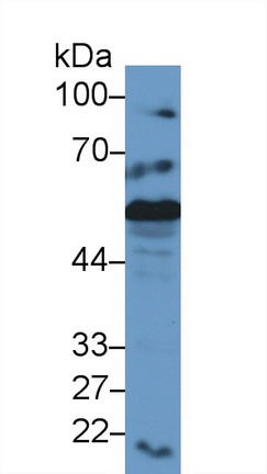 Calreticulin (CALR) Mouse Polyclonal Antibody