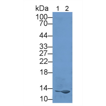 Peptidyl Prolyl Cis/Trans Isomerase NIMA Interacting Protein 4 (PIN4) Human Polyclonal Antibody