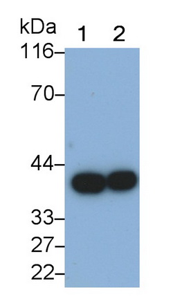Sorbitol Dehydrogenase (SDH) Rat Polyclonal Antibody