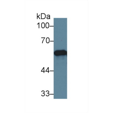 Endoplasmic Reticulum Resident Protein 57 (ERp57) Human Polyclonal Antibody