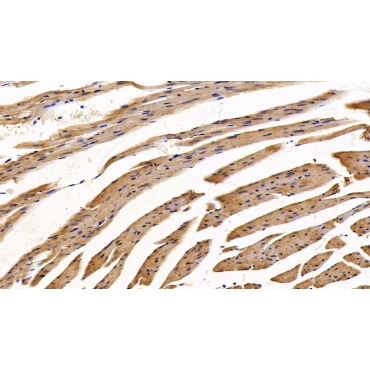Protein Disulfide Isomerase (PDI) Human Polyclonal Antibody