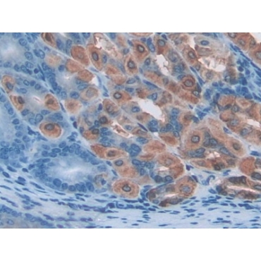 Protein Disulfide Isomerase (PDI) Mouse Polyclonal Antibody