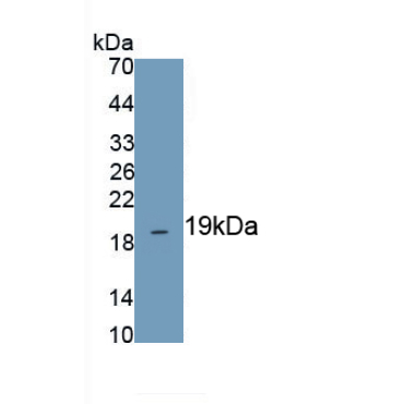 Heat Shock 10kDa Protein 1 (HSP10) Bovine (Cattle) Polyclonal Antibody