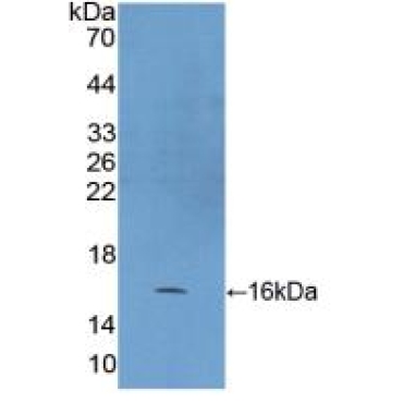 Heat Shock 10kDa Protein 1 (HSP10) Human Polyclonal Antibody