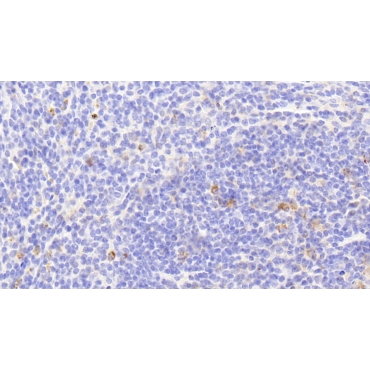 Heat Shock 10kDa Protein 1 (HSP10) Mouse Polyclonal Antibody