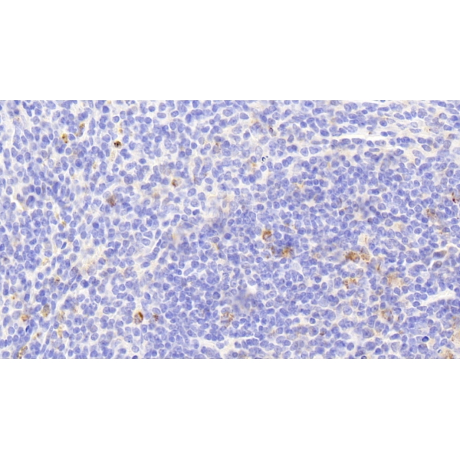 Heat Shock 10kDa Protein 1 (HSP10) Mouse Polyclonal Antibody