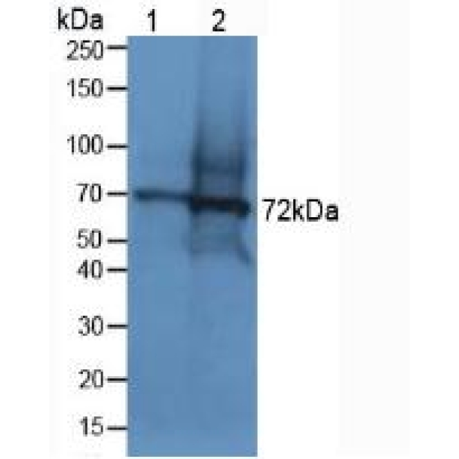 Dystrophin (DMD) Human Polyclonal Antibody