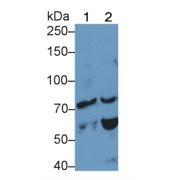 Dystrophin (DMD) Mouse Polyclonal Antibody