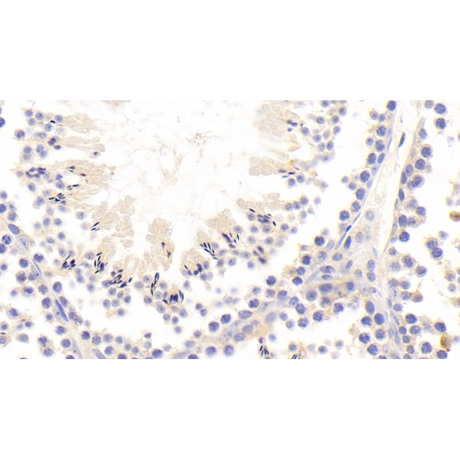 Interleukin 1 Receptor Associated Kinase 2 (IRAK2) Mouse Polyclonal Antibody