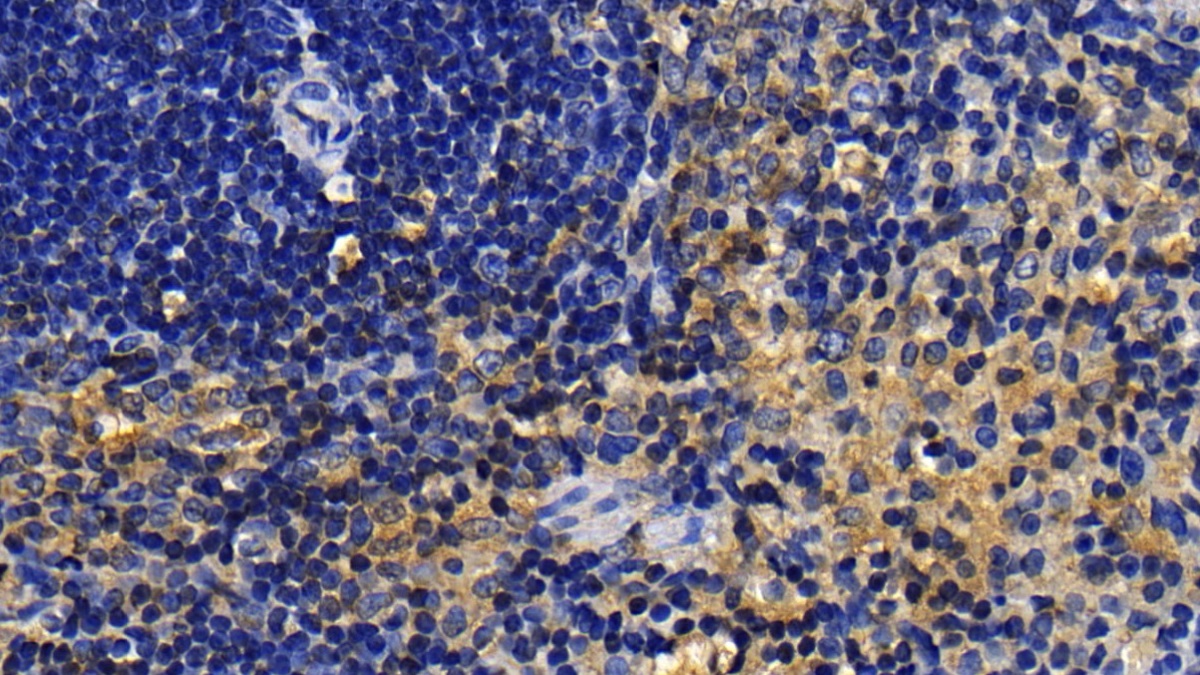 Interleukin 1 Receptor Associated Kinase 2 (IRAK2) Rat Polyclonal Antibody