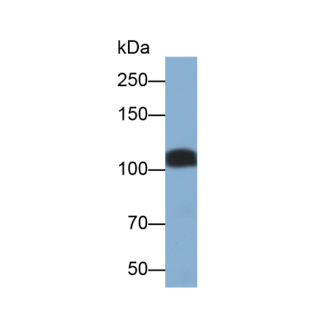 Prominin 1 (PROM1) Human Polyclonal Antibody