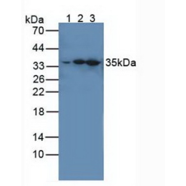 Interleukin 1 Receptor Associated Kinase 4 (IRAK4) Human Polyclonal Antibody