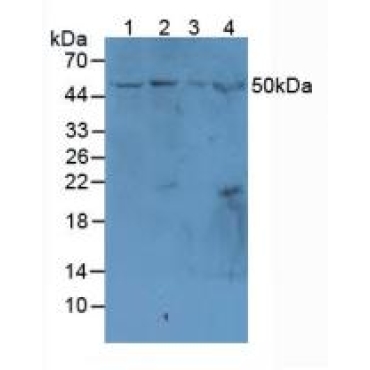 Mucosal Addressin Cell Adhesion Molecule 1 (MAdCAM1) Mouse Polyclonal Antibody