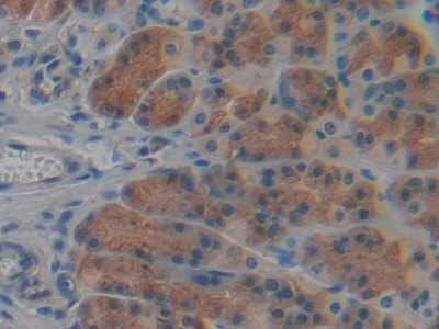 Cyclophilin 40 (CYP-40) Rat Polyclonal Antibody