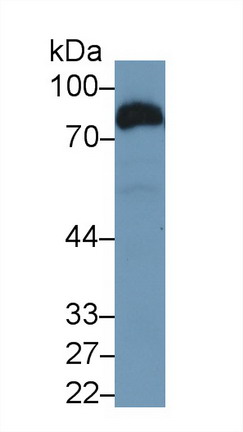 Cluster Of Differentiation 36 (CD36) Rat Polyclonal Antibody
