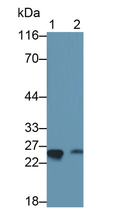 Protease, Serine 2 (PRSS2) Mouse Polyclonal Antibody