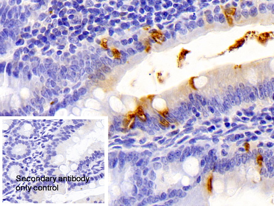 Protease, Serine 2 (PRSS2) Rat Polyclonal Antibody