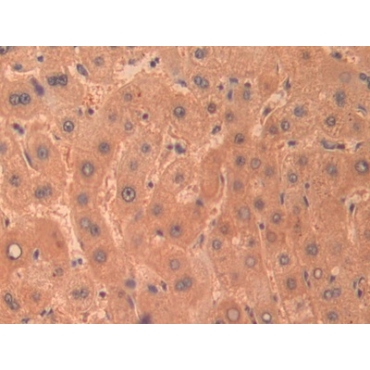 Gamma-cystathionase (CTH) Human Polyclonal Antibody