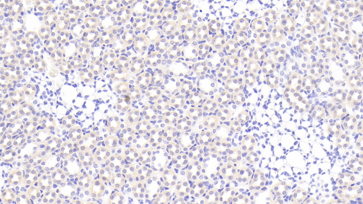 Gamma-cystathionase (CTH) Rat Polyclonal Antibody