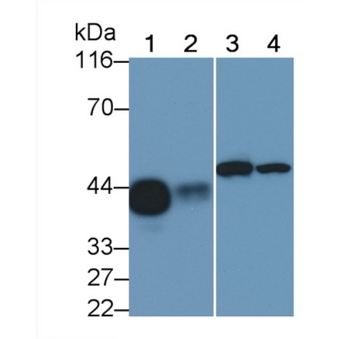 Cluster Of Differentiation 147 (CD147) Mouse Polyclonal Antibody