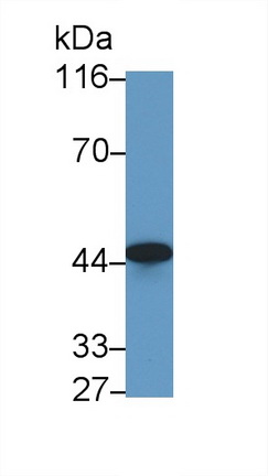 Cluster Of Differentiation 147 (CD147) Rat Polyclonal Antibody