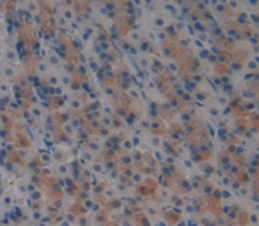 Signaling Lymphocytic Activation Molecule Family, Member 1 (SLAMF1) Rat Polyclonal Antibody