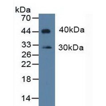 Indoleamine-2,3-Dioxygenase (IDO) Human Polyclonal Antibody