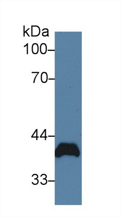 Poliovirus Receptor (PVR) Rat Polyclonal Antibody