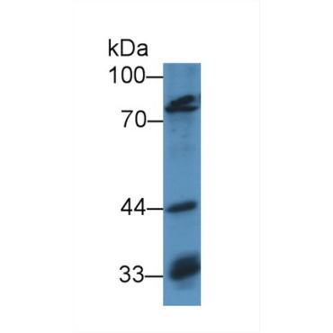 Octamer Binding Transcription Factor 1 (OCT1) Mouse Polyclonal Antibody