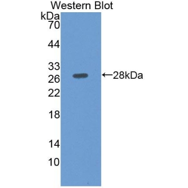 Octamer Binding Transcription Factor 2 (OCT2) Human Polyclonal Antibody