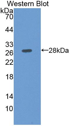 Octamer Binding Transcription Factor 2 (OCT2) Human Polyclonal Antibody