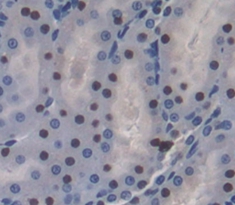 Octamer Binding Transcription Factor 2 (OCT2) Rat Polyclonal Antibody
