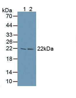 Large Multifunctional Peptidase 7 (LMP7) Human Polyclonal Antibody