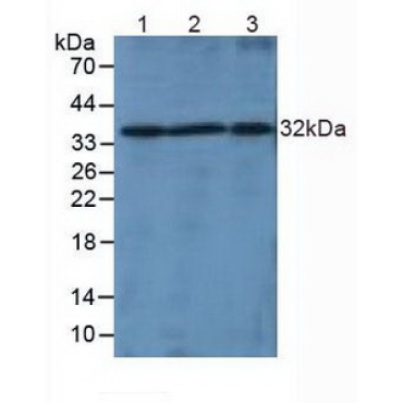 Lymphotoxin Beta (LTb) Mouse Polyclonal Antibody