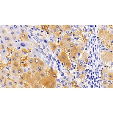 Killer Cell Immunoglobulin Like Receptor 3DL1 (KIR3DL1) Human Polyclonal Antibody