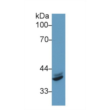 Interferon Regulatory Factor 1 (IRF1) Mouse Polyclonal Antibody