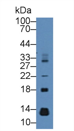 Mucosae Associated Epithelia Chemokine (MEC) Rat Polyclonal Antibody