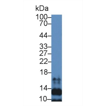Secondary Lymphoid Tissue Chemokine (SLC) Human Polyclonal Antibody
