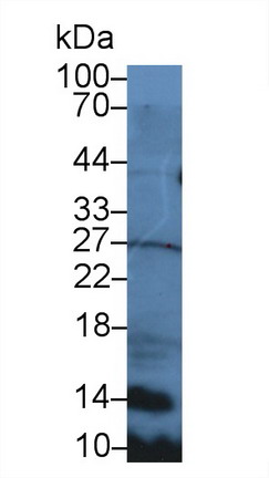 Secondary Lymphoid Tissue Chemokine (SLC) Mouse Polyclonal Antibody