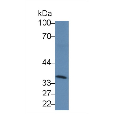 Cluster Of Differentiation 2 (CD2) Mouse Polyclonal Antibody