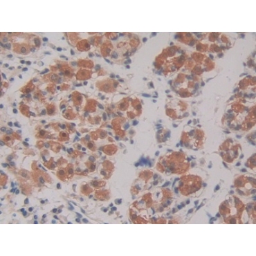 Rap Guanine Nucleotide Exchange Factor 1 (RAPGEF1) Human Polyclonal Antibody