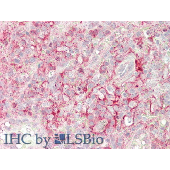 Cluster Of Differentiation 32 (CD32) Human Polyclonal Antibody
