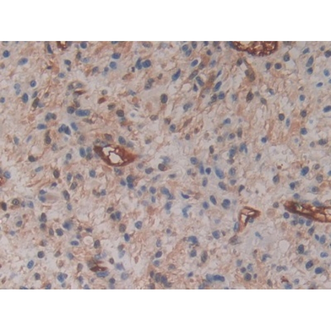 Cytohesin 1 (CYTH1) Human Polyclonal Antibody