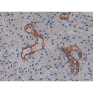 Cytohesin 2 (CYTH2) Human Polyclonal Antibody