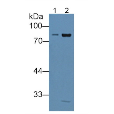 Integrin Beta 2 (CD18) Mouse Polyclonal Antibody