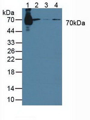 Signal Transducing Adaptor Molecule 1 (STAM1) Rat Polyclonal Antibody