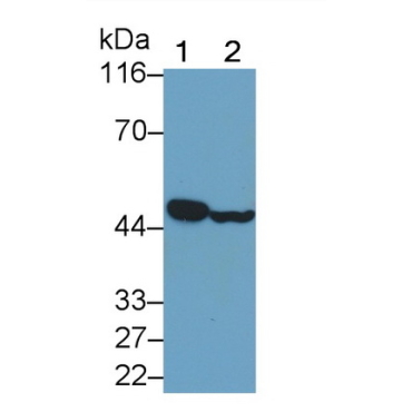 Interferon Regulatory Factor 3 (IRF3) Mouse Polyclonal Antibody
