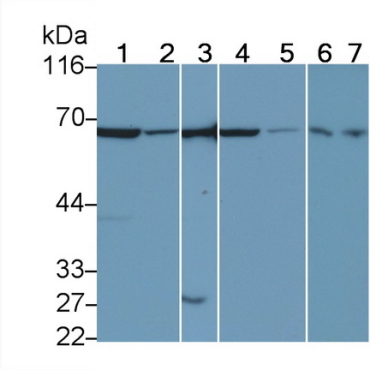 Macrophage Scavenger Receptor 1 (MSR1) Human Polyclonal Antibody