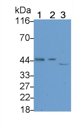 Caspase 1 (CASP1) Pig Polyclonal Antibody